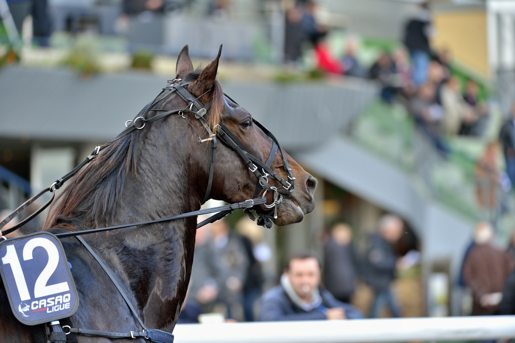 Prix de Bourgogne: the Gateway to the Prix d'Amerique