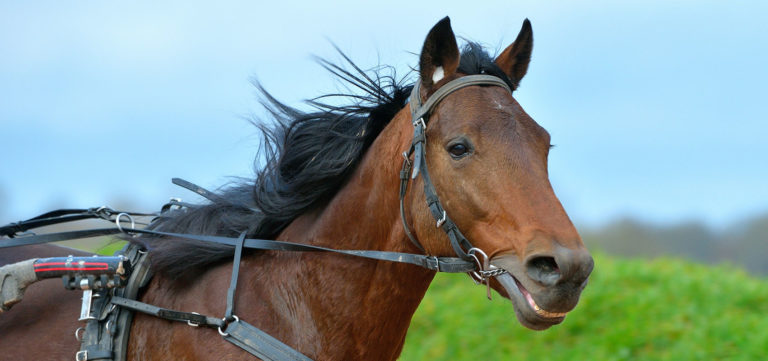 Face Time Bourbon will compete in Prix d'Amérique Races ZEturf Qualif #2