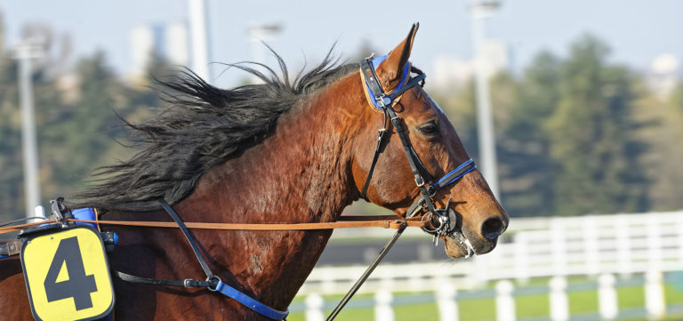 Contenders for the Prix d'Amerique Races ZEturf in the Prix Doynel de Saint-Quentin