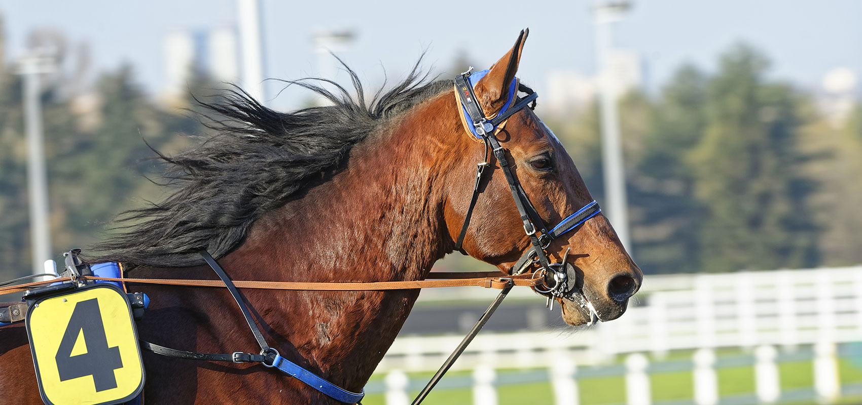 Contenders for the Prix d’Amerique Races ZEturf in the Prix Doynel de Saint-Quentin