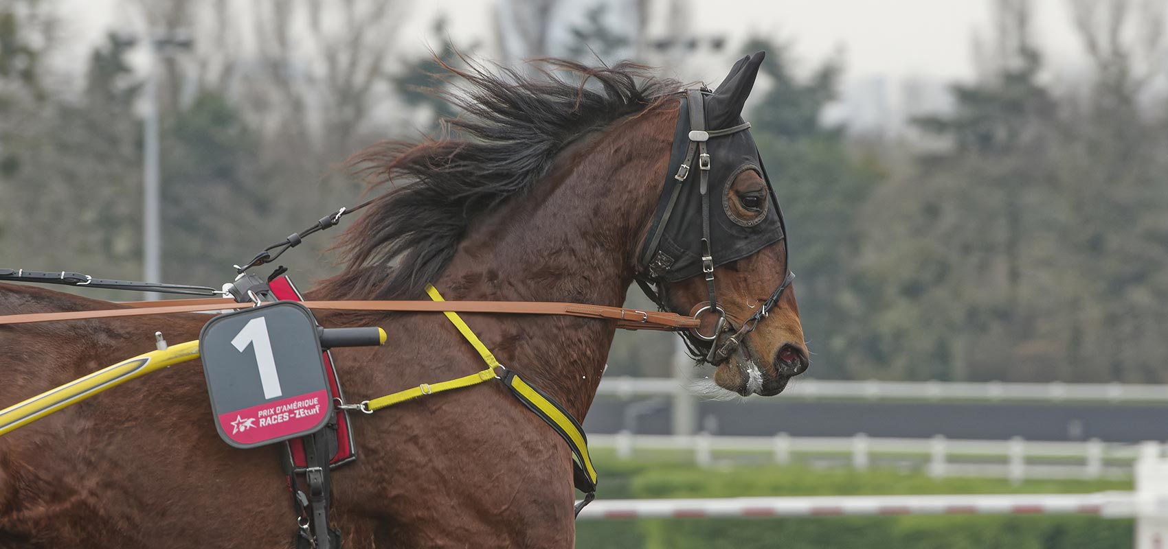 Bahia Quesnot Prix de Cornulier