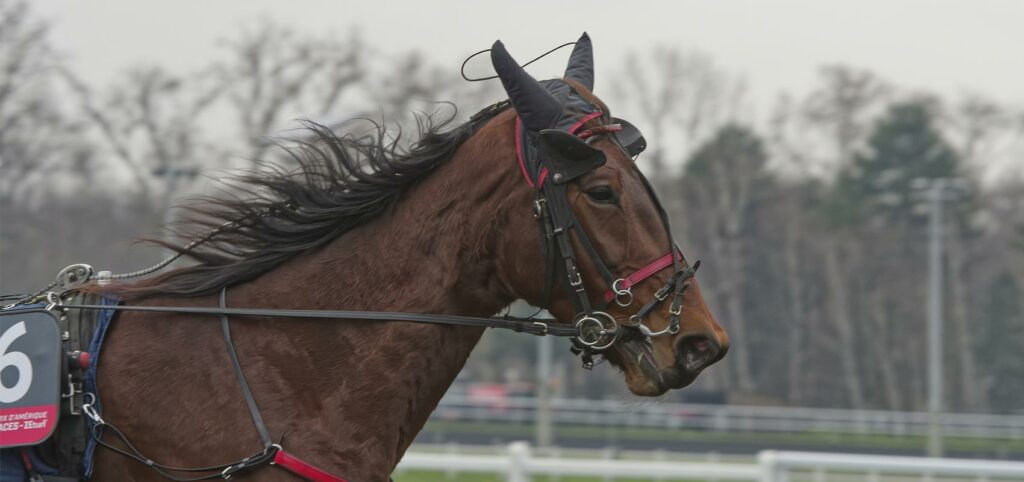 delia du pommereux prix d'amerique races ZEturf