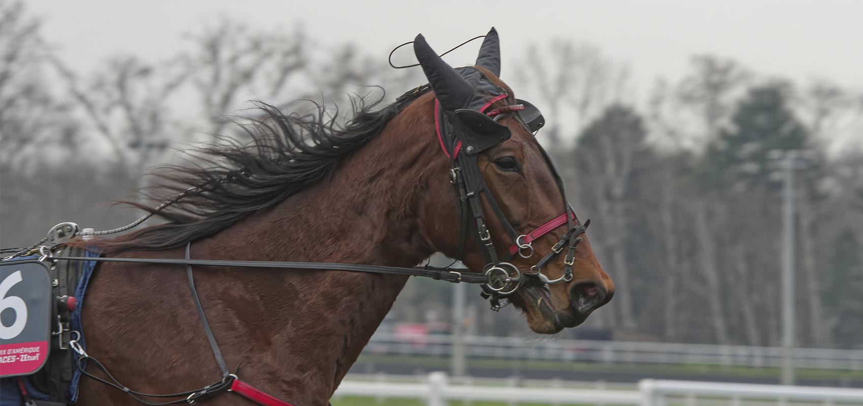 delia du pommereux prix d'amerique races ZEturf