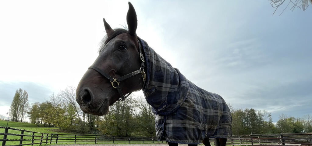 Beads, nouvelle recrue chez Jean-Michel Bazire pour les Prix d'Amérique Races ZEturf