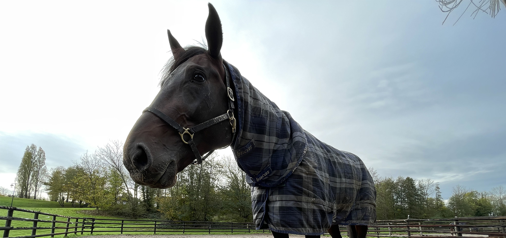 Beads, nouvelle recrue chez Jean-Michel Bazire pour les Prix d’Amérique Races ZEturf